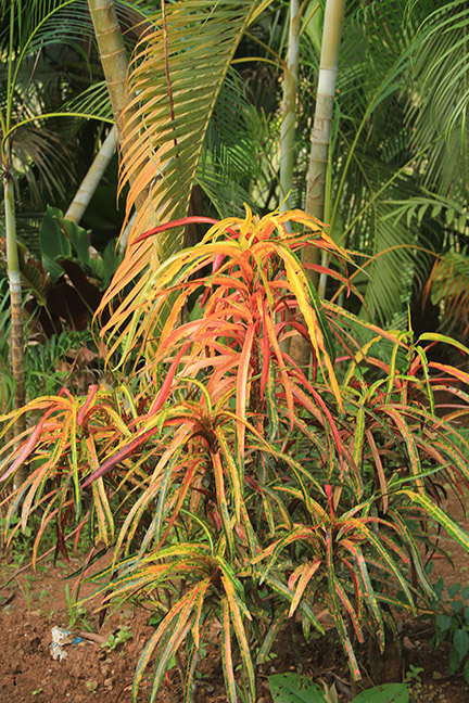 plant photo