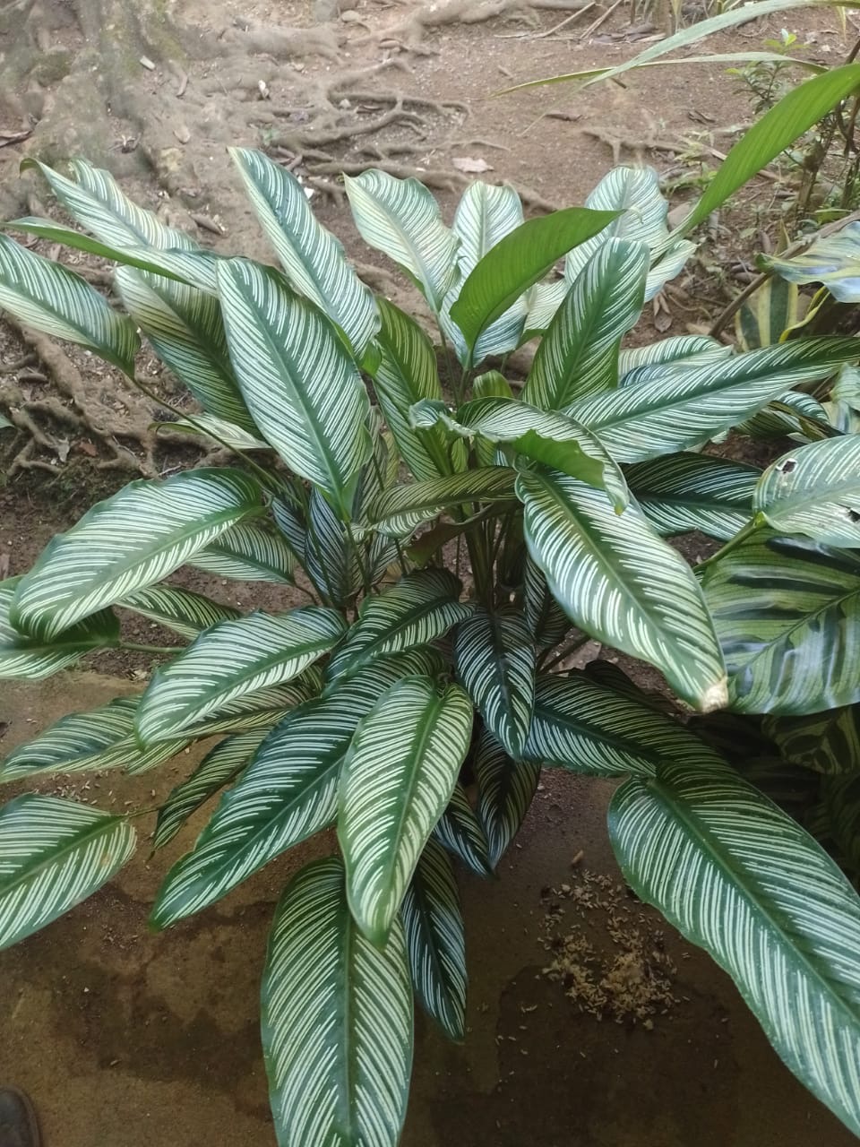 plant photo