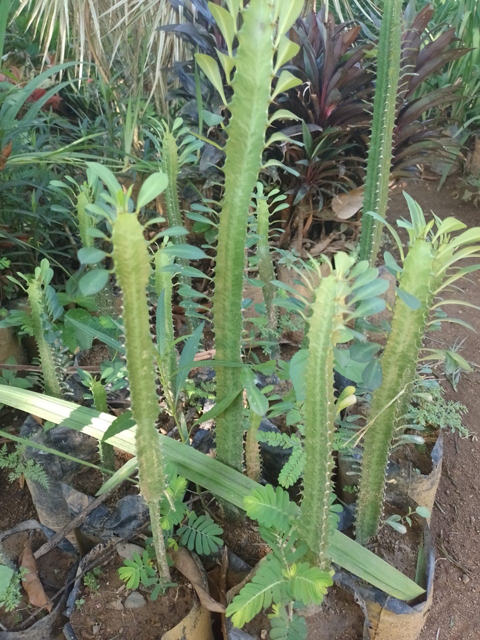 plant photo